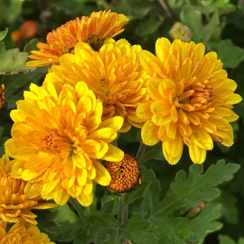 Chrysanthemum 'Bienchen' - Krüsanteem 'Bienchen'